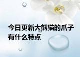 今日更新大熊貓的爪子有什么特點