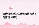 觀音竹黃葉怎么補(bǔ)救最快方法（觀音竹 中藥）