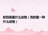 蛟到底是什么動(dòng)物（雪蛟是一種什么動(dòng)物）