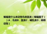 蝙蝠是什么類動物鳥類鼠類（蝙蝠屬于（　　）A．鳥類B．鼠類C．哺乳類D．兩棲動物）