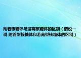 附著核糖體與游離核糖體的區(qū)別（請(qǐng)說(shuō)一說(shuō) 附著型核糖體和游離型核糖體的區(qū)別）