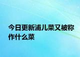 今日更新浦兒菜又被稱作什么菜