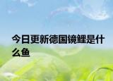 今日更新德國鏡鯉是什么魚