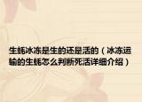 生蠔冰凍是生的還是活的（冰凍運輸?shù)纳栐趺磁袛嗨阑钤敿毥榻B）