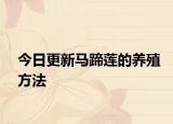 今日更新馬蹄蓮的養(yǎng)殖方法