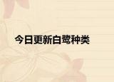 今日更新白鷺種類