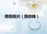 擼狗照片（擼你妹）