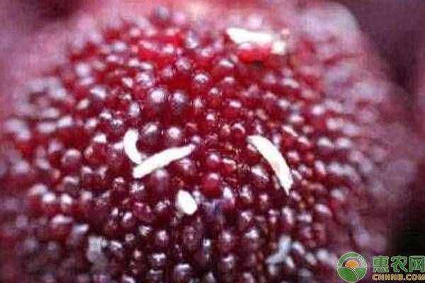 楊梅有蟲子怎么辦？三個方法讓你快速泡出楊梅蟲