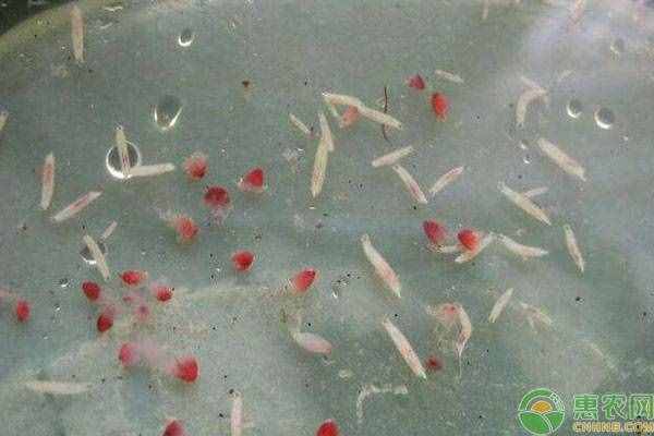 楊梅有蟲子怎么辦？三個方法讓你快速泡出楊梅蟲