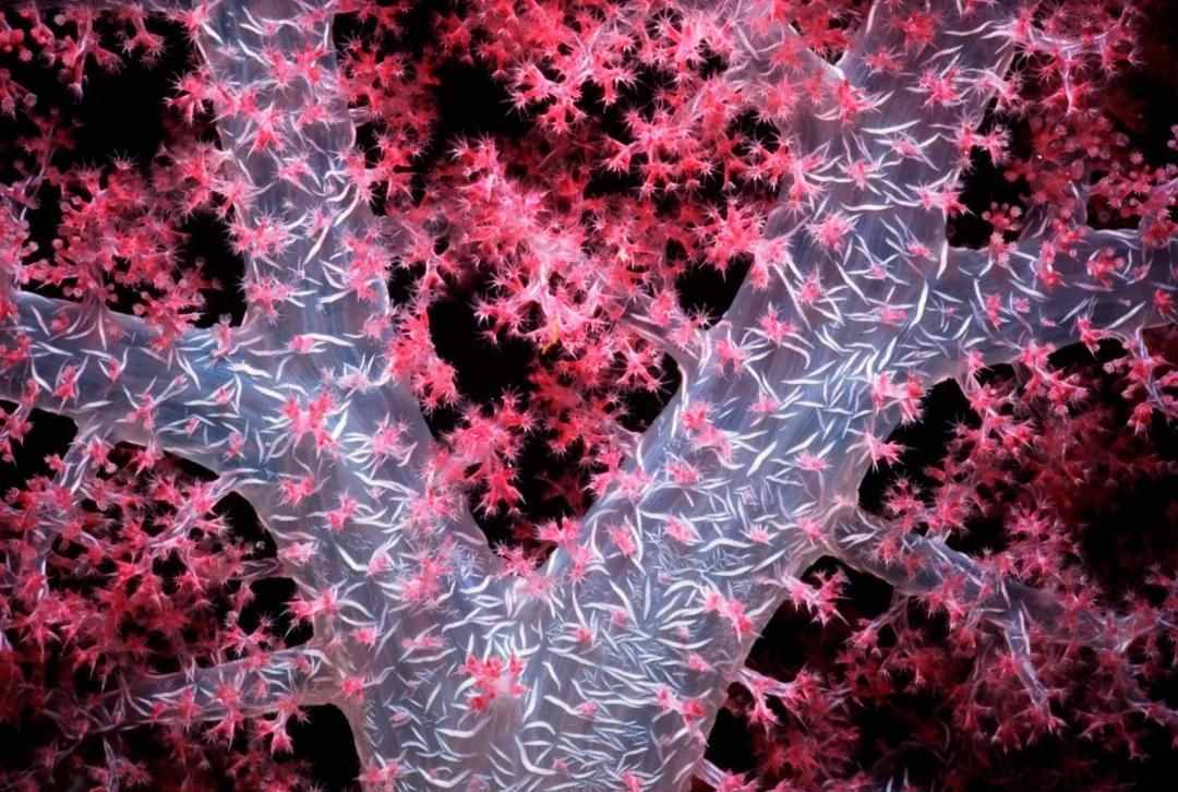 珊瑚，是植物、礦物還是動物？