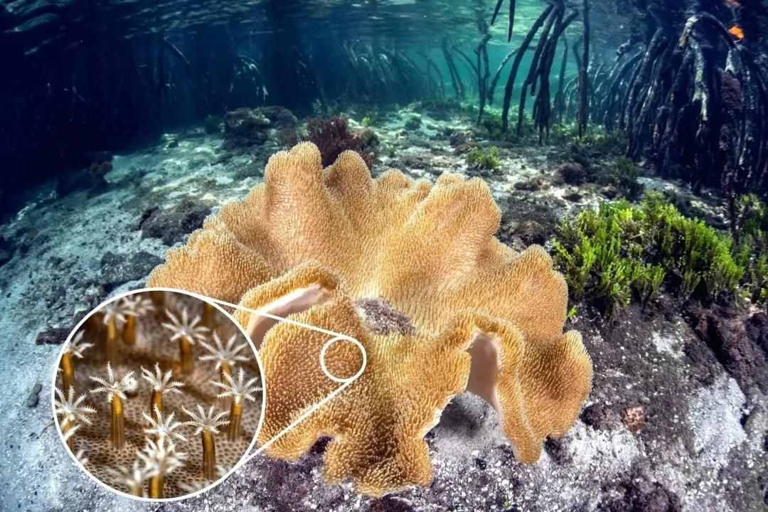 珊瑚，是植物、礦物還是動物？