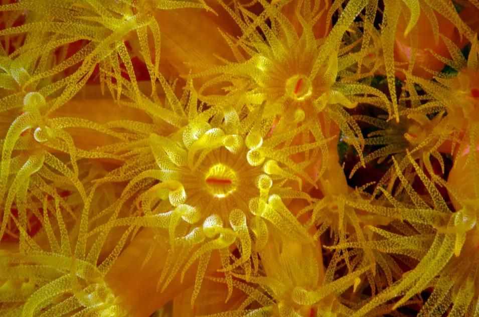 珊瑚，是植物、礦物還是動物？