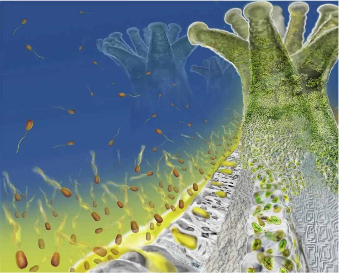 珊瑚，是植物、礦物還是動物？
