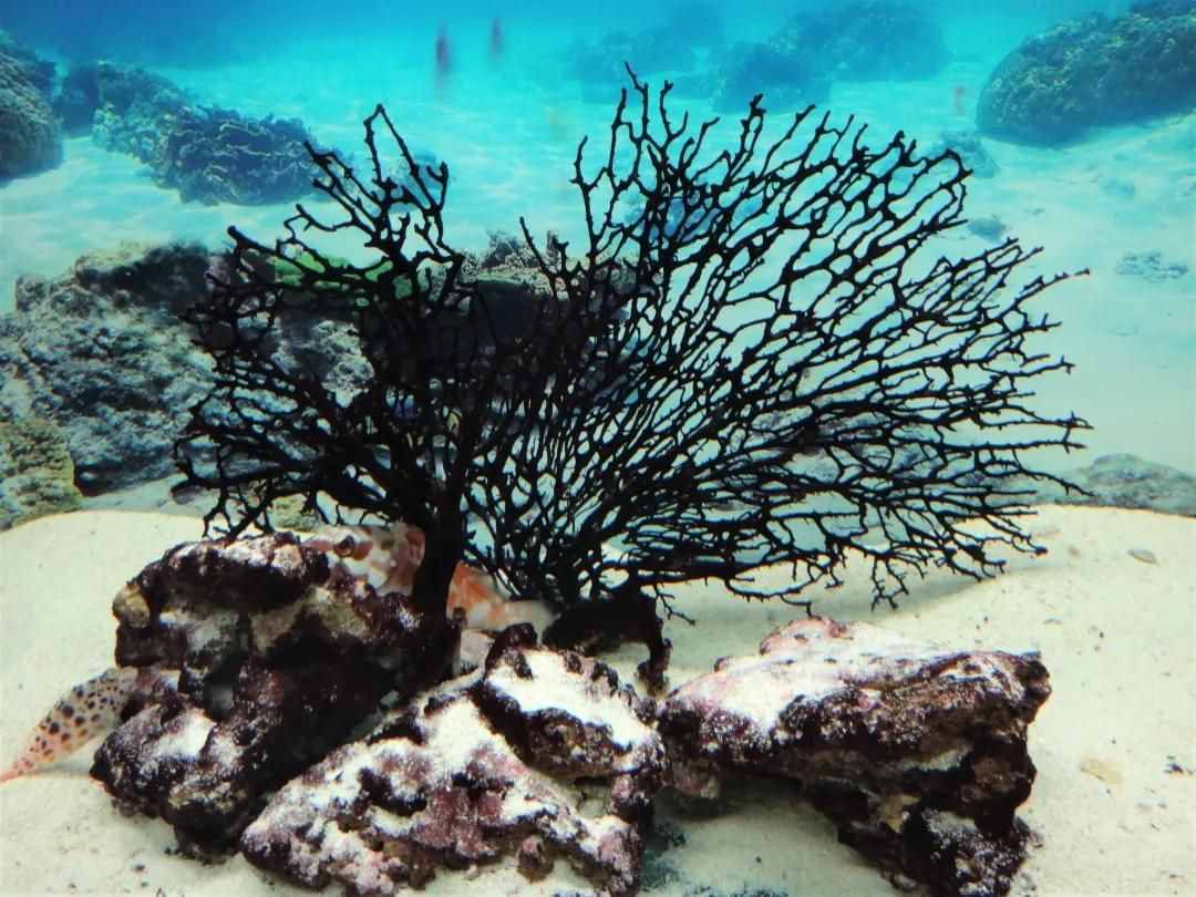 珊瑚，是植物、礦物還是動物？