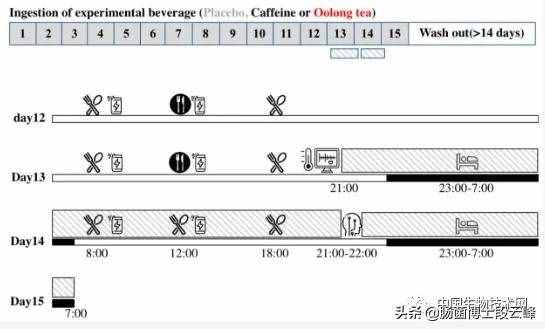 “躺瘦”的夢想要實(shí)現(xiàn)？日本研究發(fā)現(xiàn)喝烏龍茶能減肥？