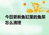 今日更新魚缸里的魚屎怎么清理