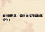 橄欖樹科屬（橄欖 橄欖科橄欖屬植物）