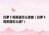 白蘿卜用英語(yǔ)怎么讀音（白蘿卜用英語(yǔ)怎么讀?）