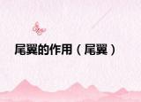 尾翼的作用（尾翼）
