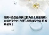 細胞中染色最深的結(jié)構(gòu)為什么是細胞核（在細胞染色時,為什么細胞核染色最重,顏色最深）
