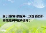 屬于薔薇科的花卉（玫瑰 薔薇科薔薇屬多種花卉通稱）