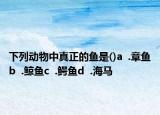 下列動(dòng)物中真正的魚(yú)是()a  .章魚(yú)b  .鯨魚(yú)c  .鱷魚(yú)d  .海馬