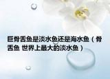 巨骨舌魚是淡水魚還是海水魚（骨舌魚 世界上最大的淡水魚）