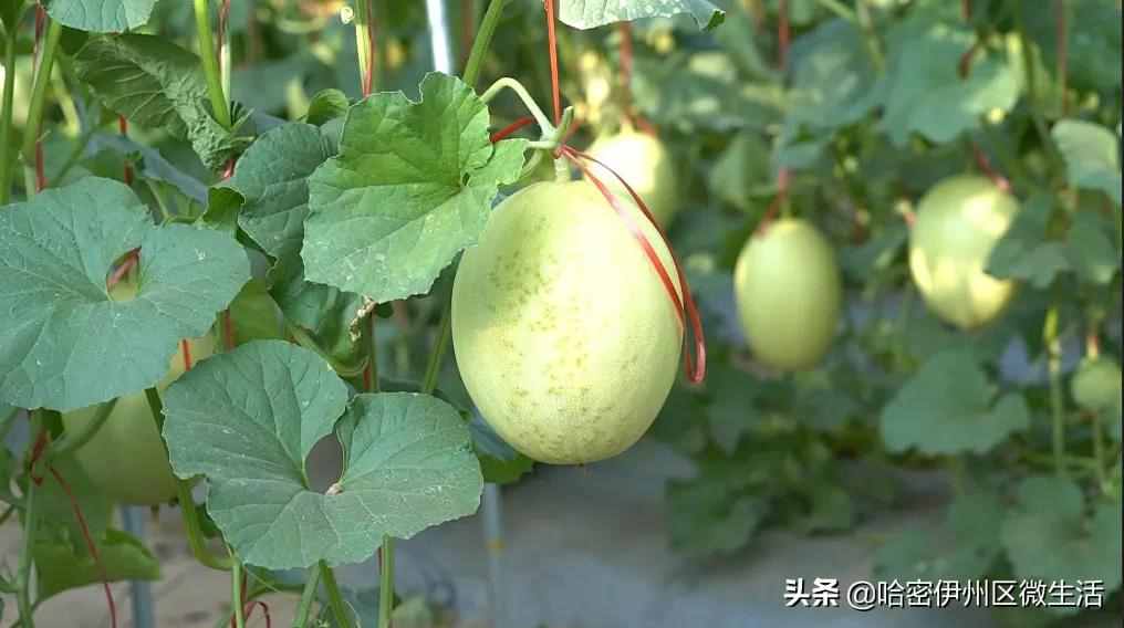 這樣種哈密瓜，一畝地多賺十倍