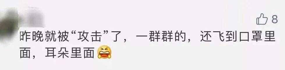 “拆家”警告！最近漫天飛舞的“大水蟻”，入屋后愛啃家具