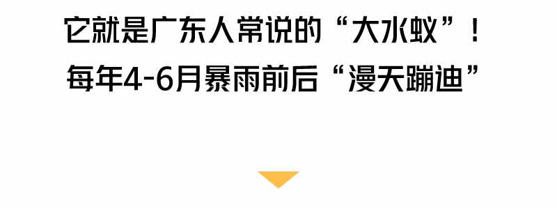 “拆家”警告！最近漫天飛舞的“大水蟻”，入屋后愛啃家具