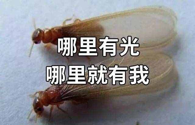 “拆家”警告！最近漫天飛舞的“大水蟻”，入屋后愛啃家具