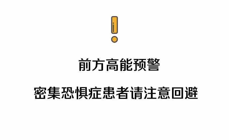 “拆家”警告！最近漫天飛舞的“大水蟻”，入屋后愛啃家具