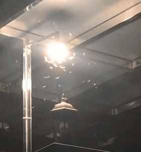 “拆家”警告！最近漫天飛舞的“大水蟻”，入屋后愛啃家具