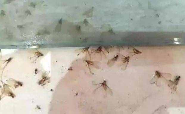 “拆家”警告！最近漫天飛舞的“大水蟻”，入屋后愛啃家具