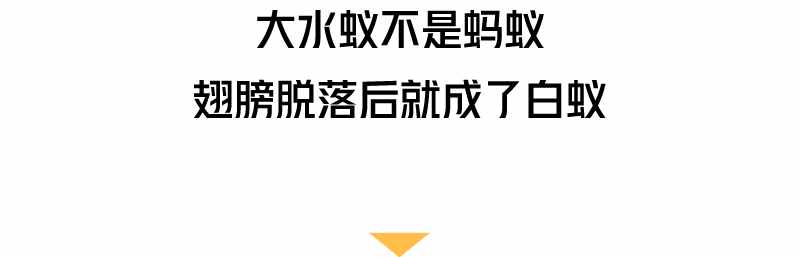 “拆家”警告！最近漫天飛舞的“大水蟻”，入屋后愛啃家具