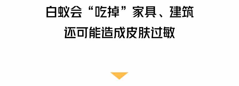 “拆家”警告！最近漫天飛舞的“大水蟻”，入屋后愛啃家具