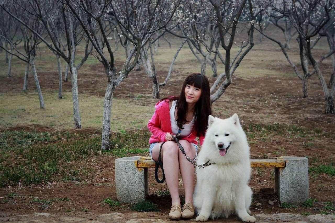 “微笑天使”薩摩耶好養(yǎng)嗎？網(wǎng)友：別信，養(yǎng)了之后我就哭了