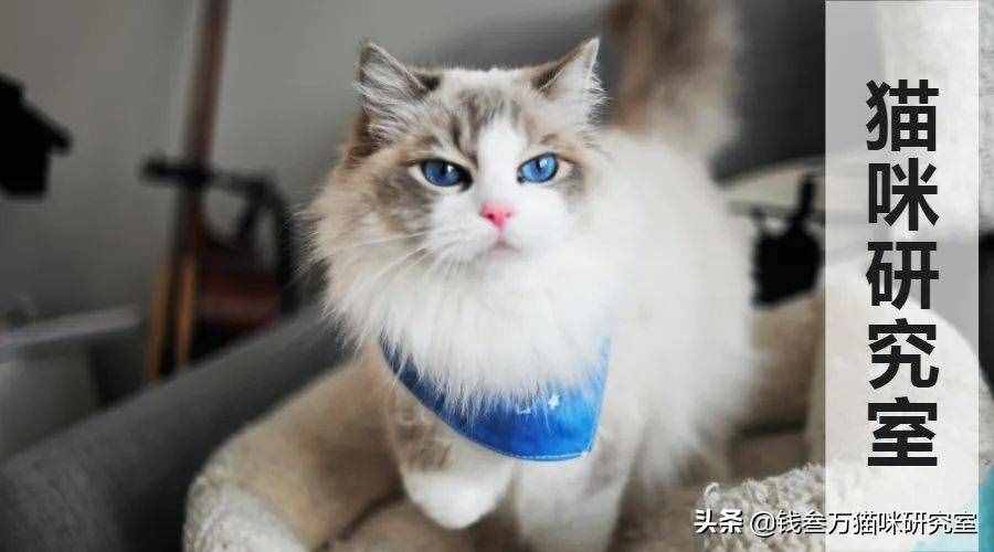 給大家介紹寵物托運的全過程，靠譜的寵物托運應該是怎么樣的