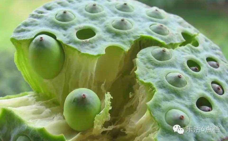 新鮮蓮子上市啦！還嫌蓮子皮太難剝?咱有剝殼神器！