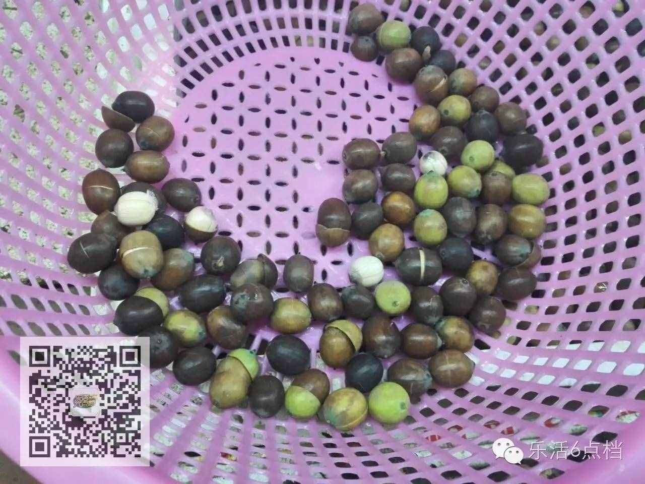 新鮮蓮子上市啦！還嫌蓮子皮太難剝?咱有剝殼神器！