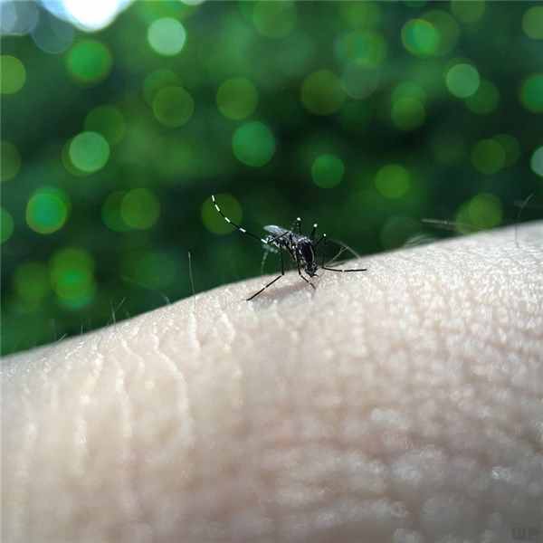 蚊子咬了怎么消腫止癢最快，這六個方法能緩解蚊子咬的痛苦