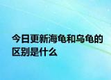 今日更新海龜和烏龜?shù)膮^(qū)別是什么