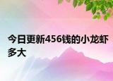 今日更新456錢的小龍蝦多大