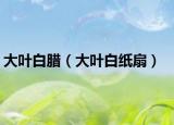 大葉白臘（大葉白紙扇）