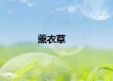 薰衣草