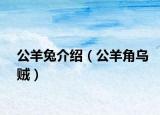 公羊兔介紹（公羊角烏賊）