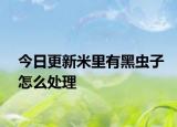 今日更新米里有黑蟲子怎么處理