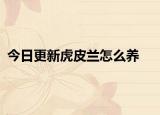 今日更新虎皮蘭怎么養(yǎng)