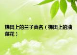 梯田上的蘭子真名（梯田上的油菜花）