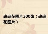 玫瑰花圖片300張（玫瑰花圖片）